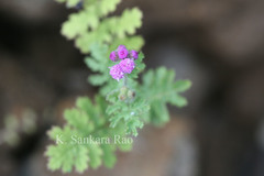 Cyathocline purpurea